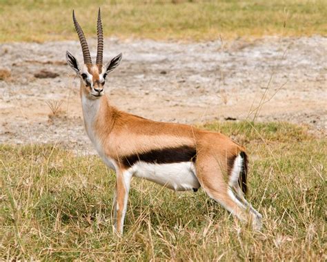 can gazelle be trusted